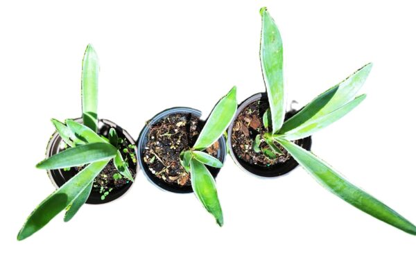 Three plants are growing in a row on the ground.