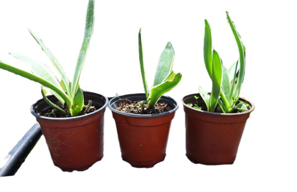 Three potted plants are sitting in a row.