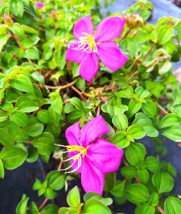 Two purple flowers are growing in a pot.