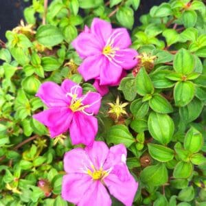 A close up of some purple flowers in the grass.