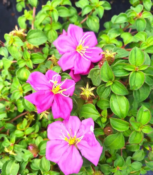 A close up of some purple flowers in the grass.