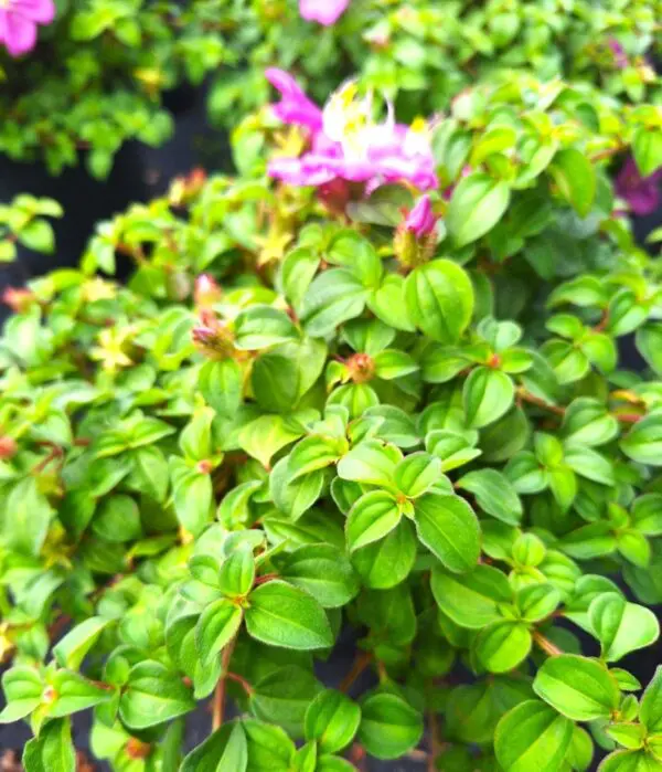 A close up of some green leaves with purple flowers