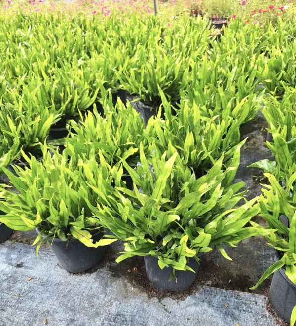 A group of plants that are in the ground.