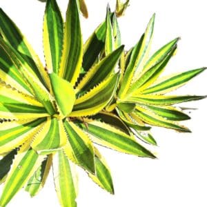 A close up of the leaves on a plant