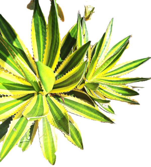 A close up of the leaves on a plant