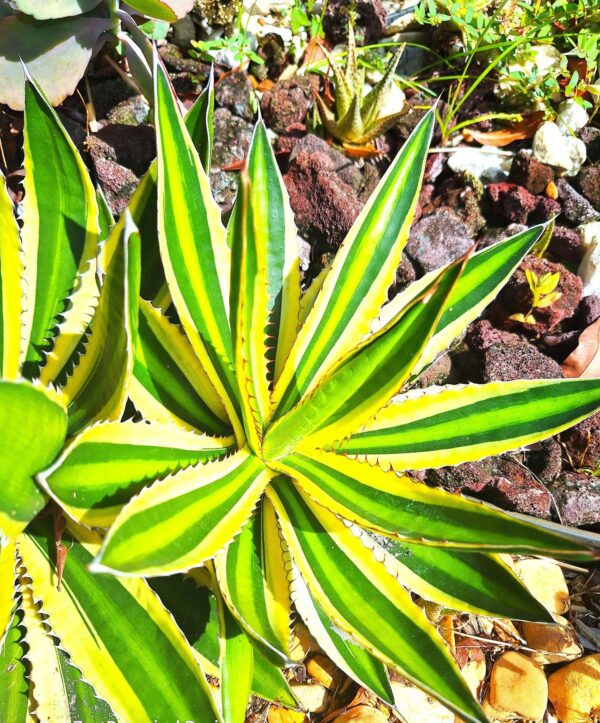 A close up of the leaves on a plant