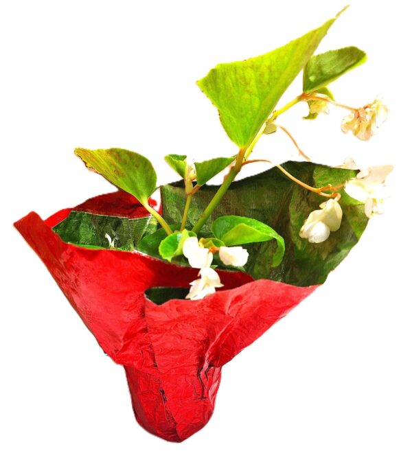 A red vase with flowers inside of it