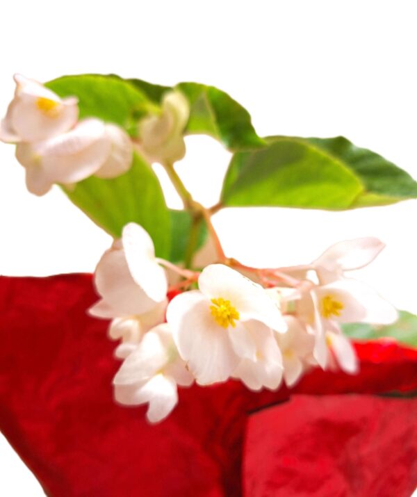 A close up of some flowers on top of a red cloth