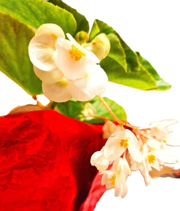 A close up of some flowers and leaves