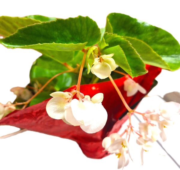 A red triangle container with white flowers on top.