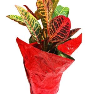 A red paper bag with some green and orange plants in it