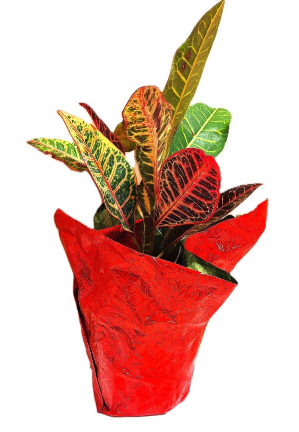A red paper bag with some colorful plants in it