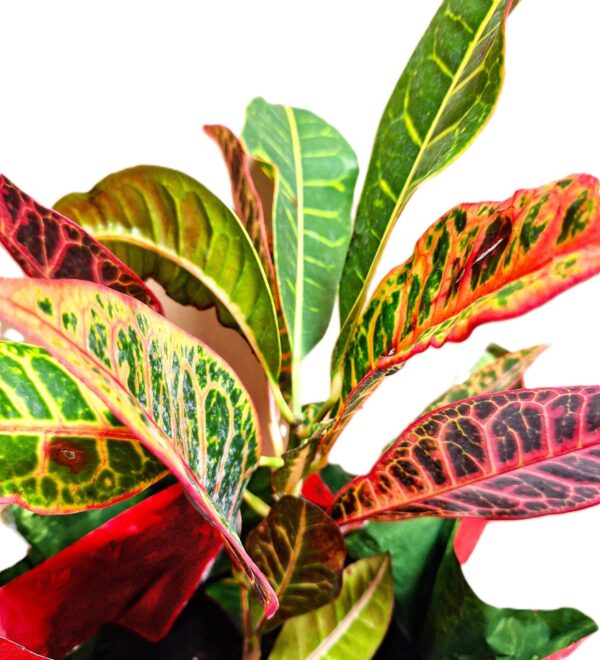 A close up of the leaves on a plant