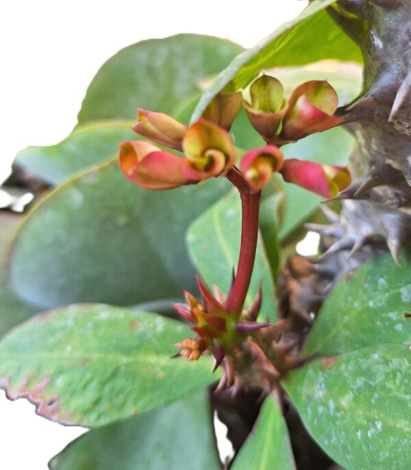 A close up of the flower buds on a plant