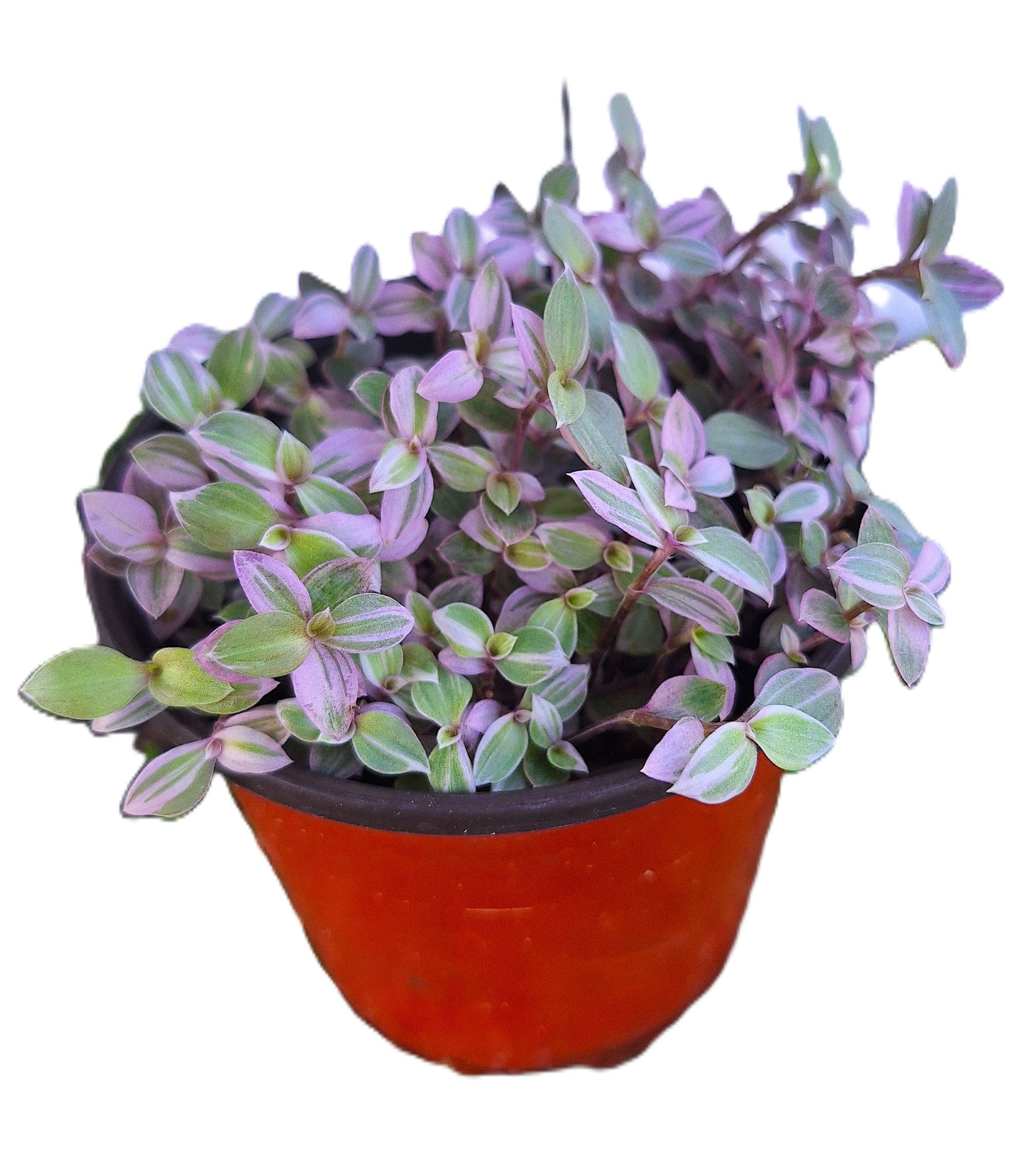 Callisia repens ‘Pink Panther’ Variegated Pink Lady Mini Plant Dwarf Tradescantia Type 3” Cascading Starter - Image 5