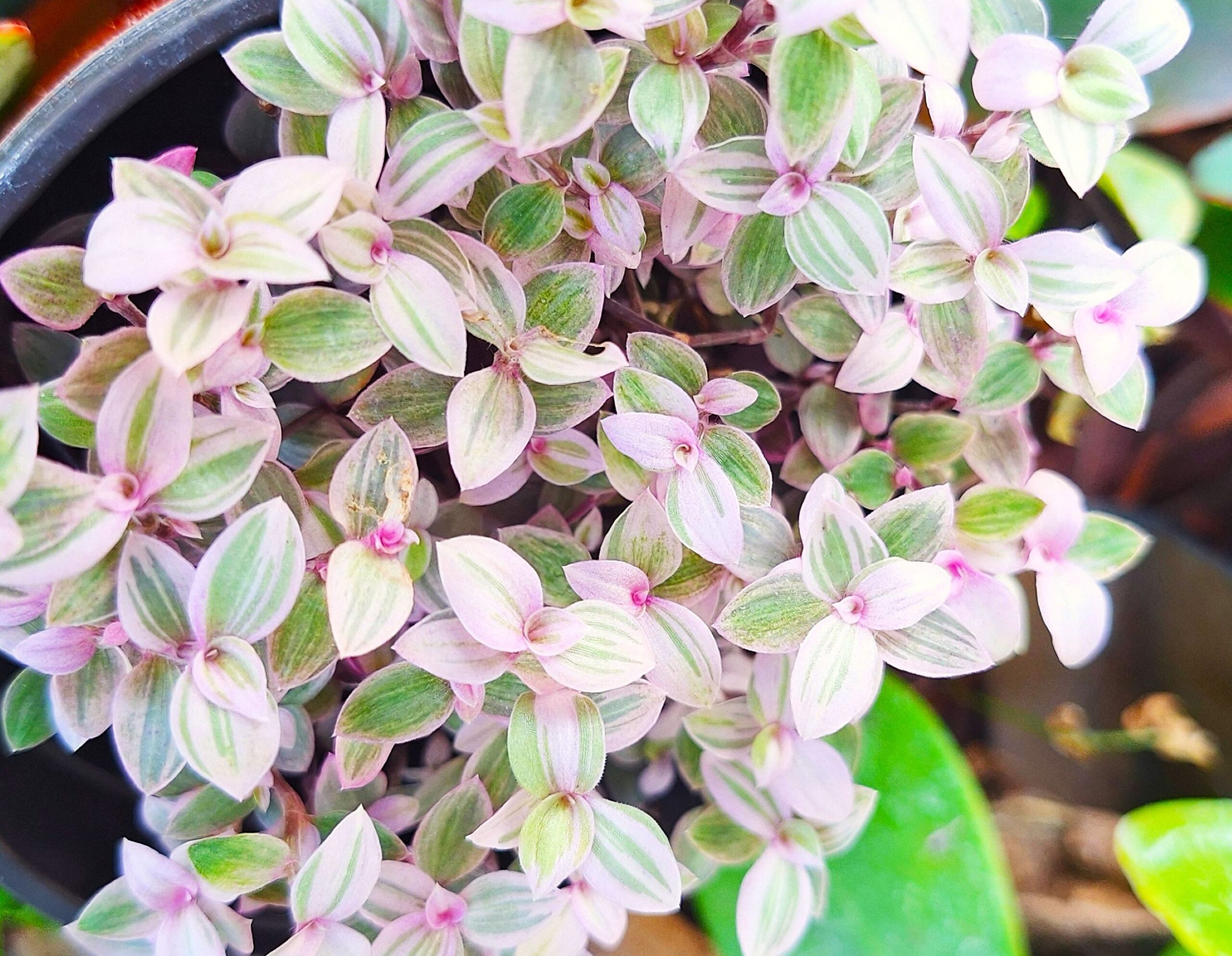 Callisia repens ‘Pink Panther’ Variegated Pink Lady Mini Plant Dwarf Tradescantia Type 3” Cascading Starter - Image 6