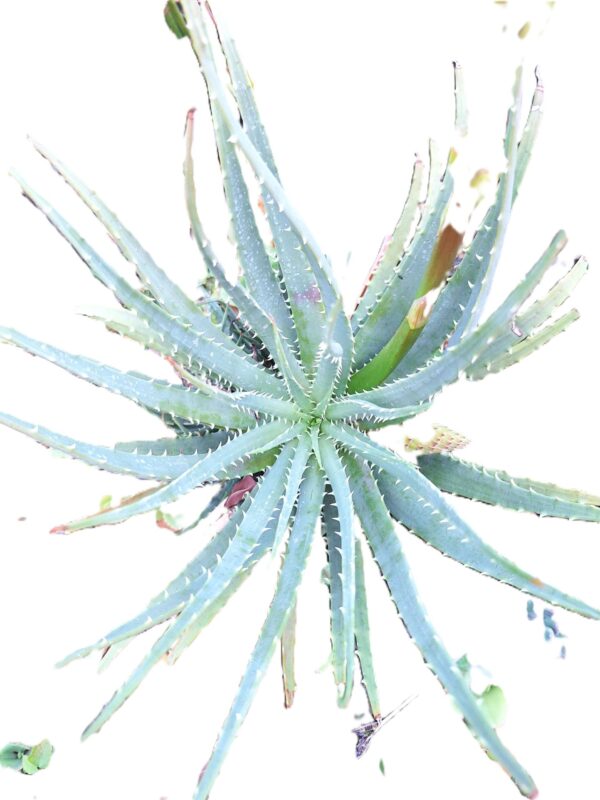 A close up of the top of a plant