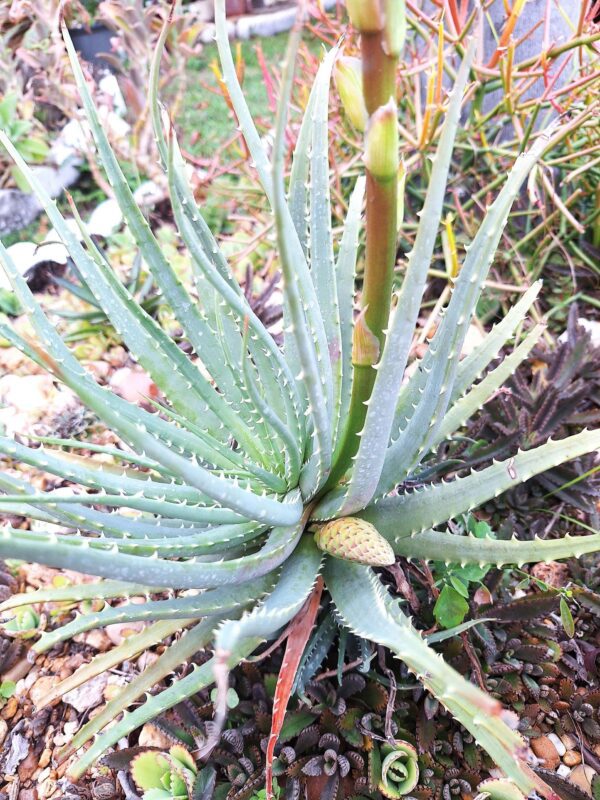 A close up of the plant with water droplets on it