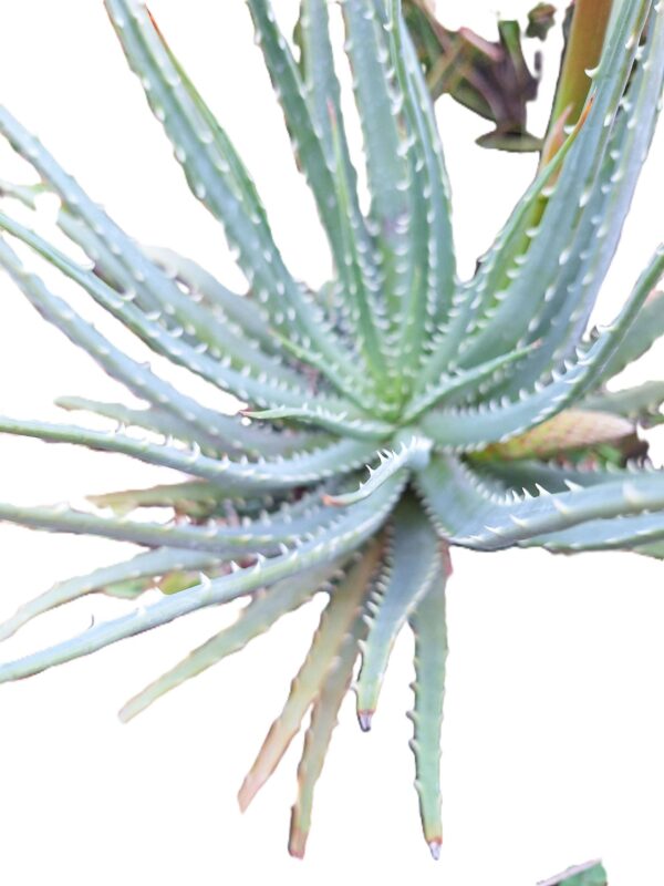 A close up of the top of an agave plant.