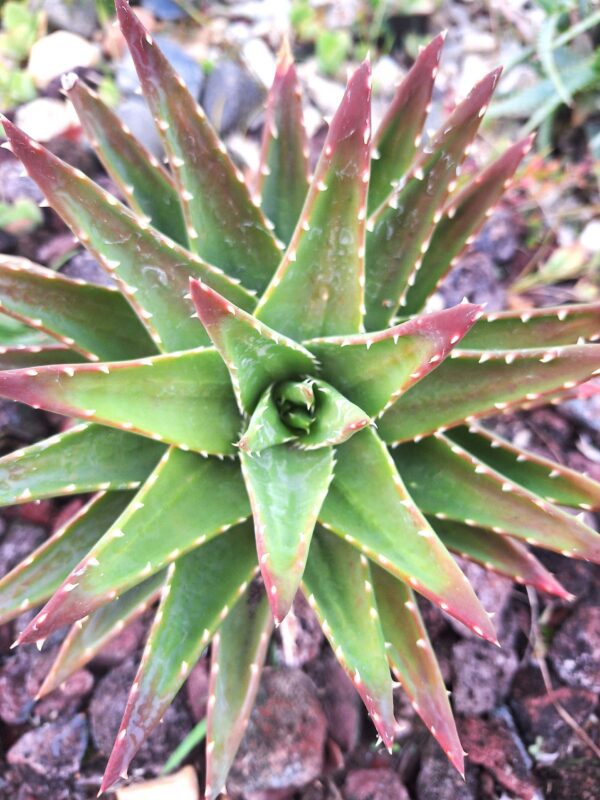 A close up of the top part of an agave plant.