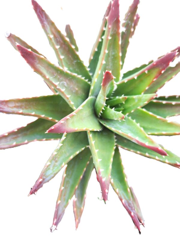 A close up of the top part of an agave plant.