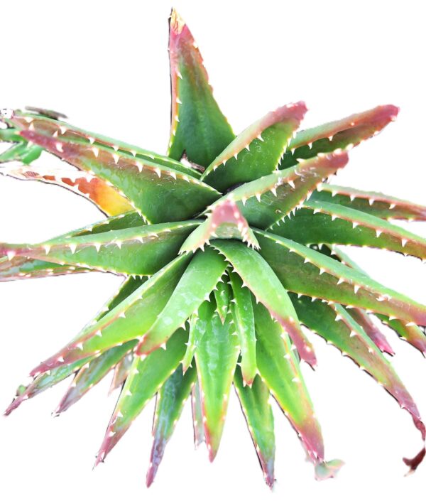 A close up of the leaves on a plant