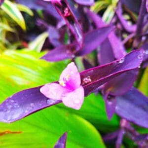 A purple flower with green leaves in the background.