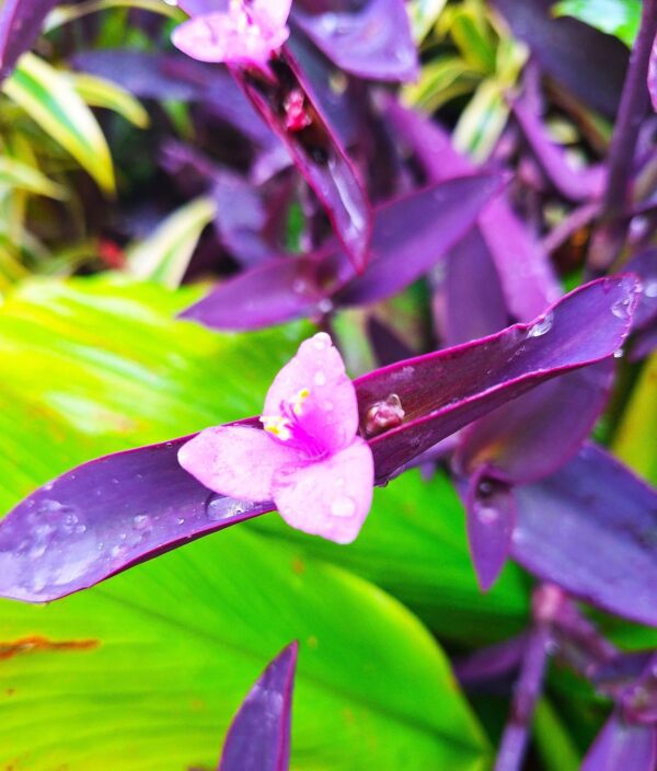 A purple flower with green leaves in the background.