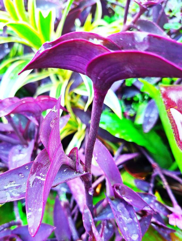 A purple plant with green leaves in the background.