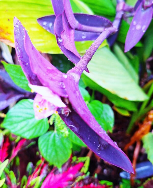A purple flower with green leaves in the background.