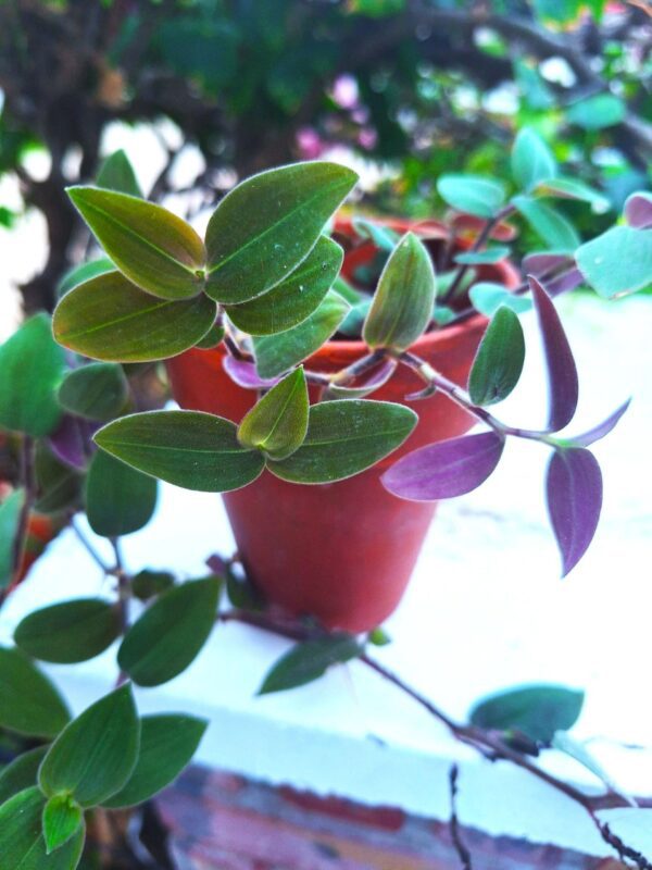 A plant that is sitting in the dirt.