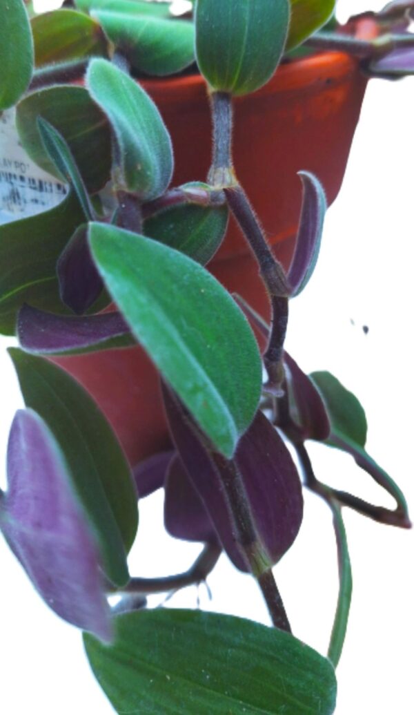 A close up of the leaves on a plant