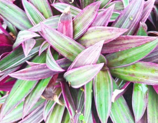 A close up of some green and purple leaves