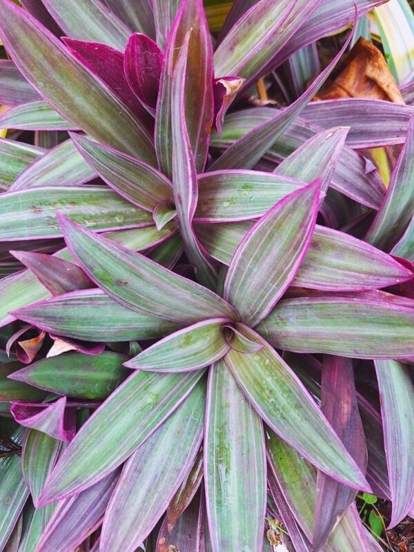A close up of some green and purple plants
