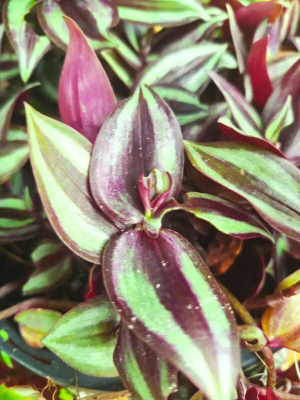 A close up of some purple and green plants