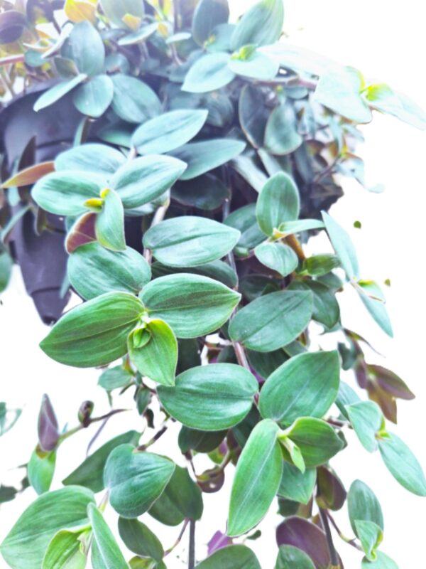 A close up of some green leaves on a tree