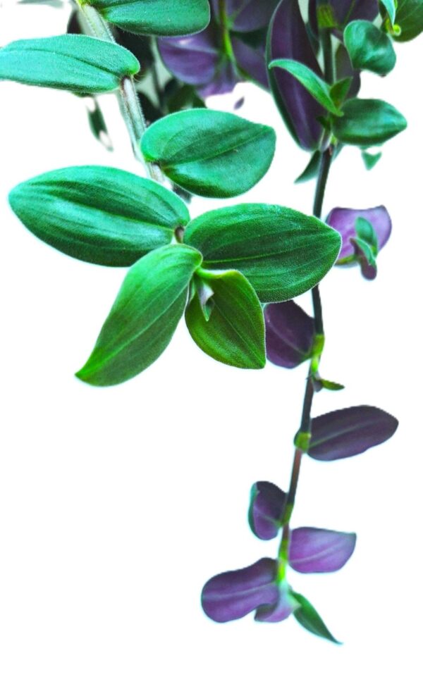 A plant with green leaves and purple flowers.