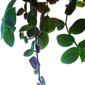 A plant with green leaves hanging from it's branches.