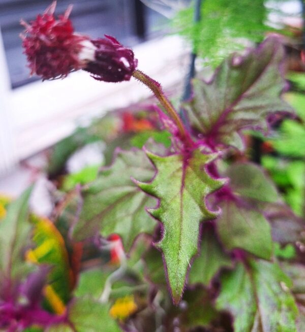 A close up of the flower bud and leaves.