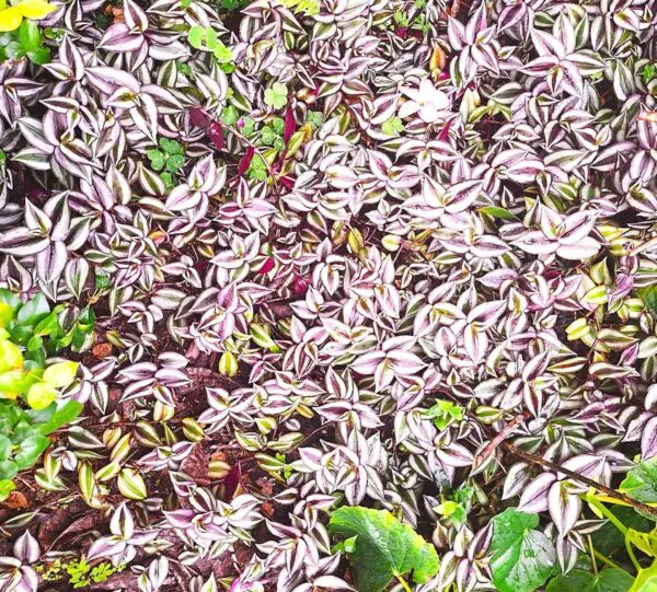 A close up of some purple and green leaves