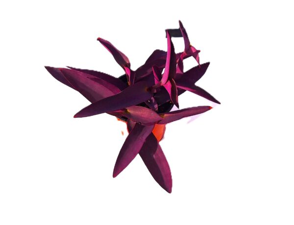 A purple flower with orange center and white background