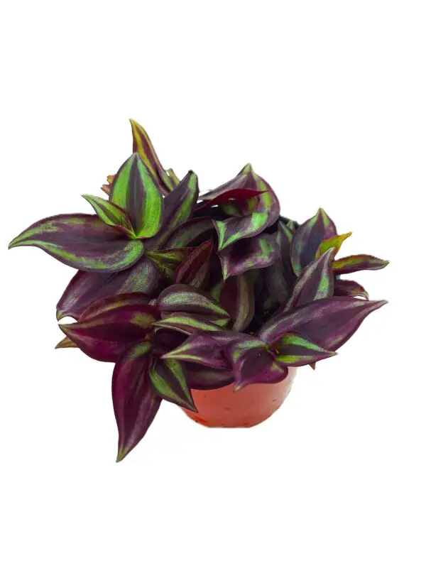 A plant that is in a pot on the ground.