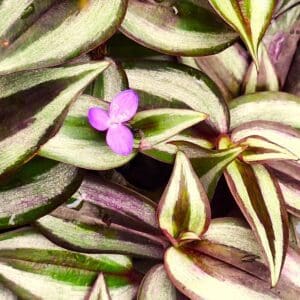 A close up of some green and purple plants
