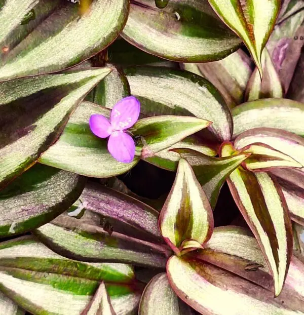 A close up of some green and purple plants