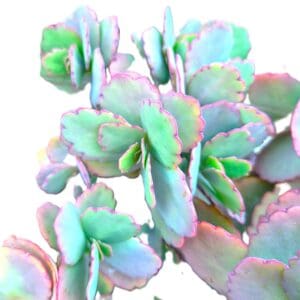 A close up of some green and purple plants