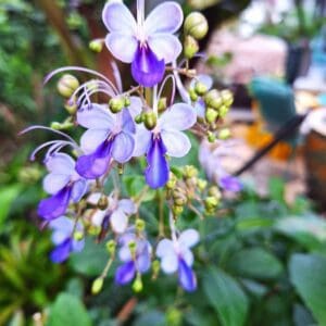 A close up of purple flowers in the garden