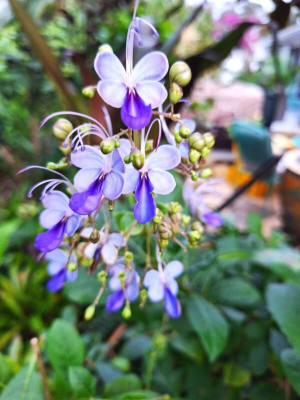 A close up of purple flowers in the garden