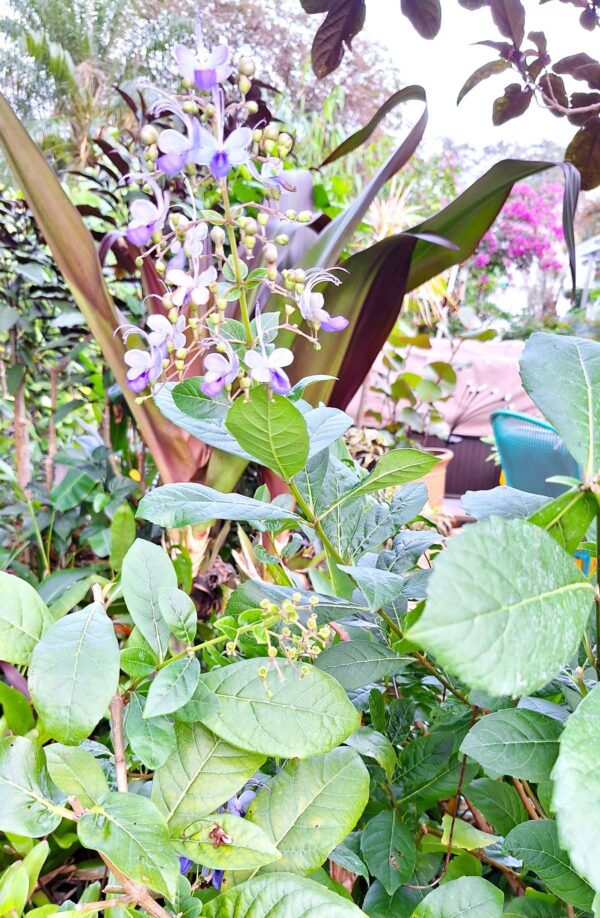 A close up of some plants in the garden