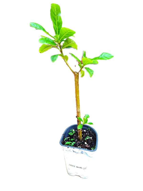 A small tree in a container with soil.