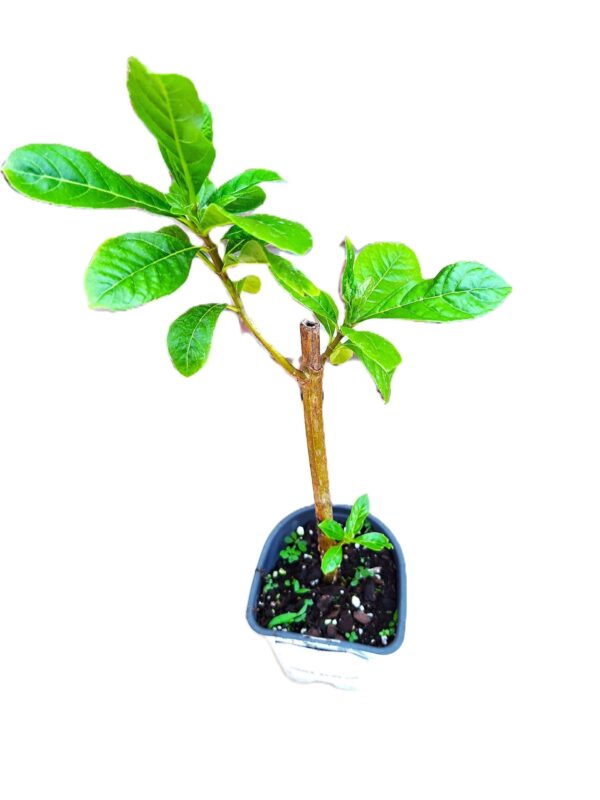 A plant in a pot with dirt on it.